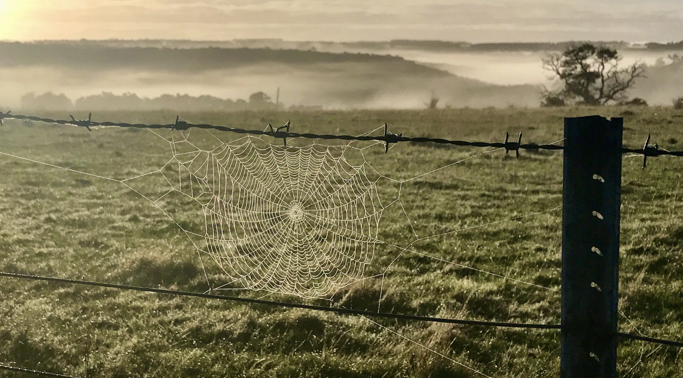 Spiderweb