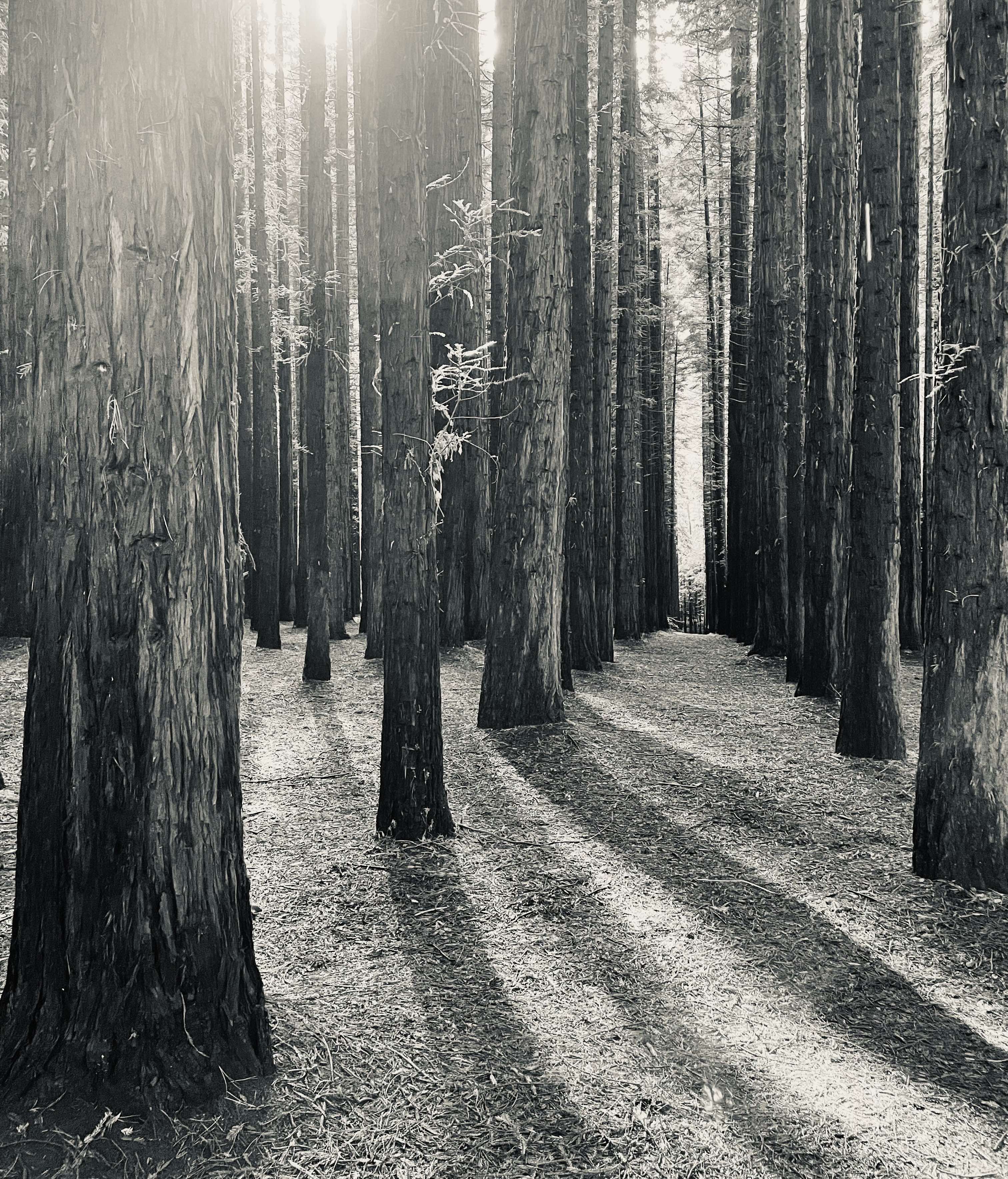 Trees